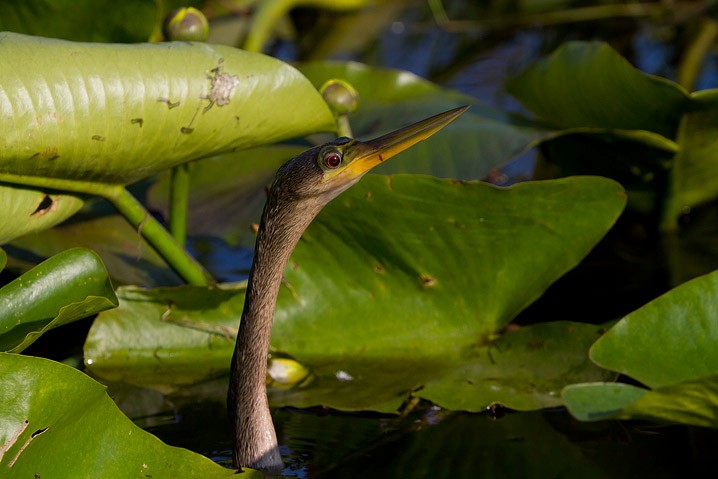 Anhinga anhinga Anhinga